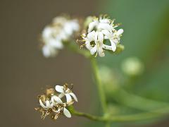 flower(s)