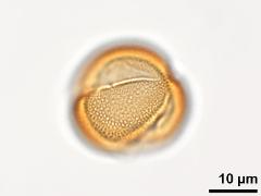 acetolyzed pollen