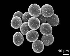 dry pollen grains