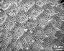 pollen surface