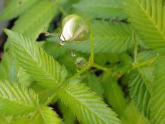 flower bud