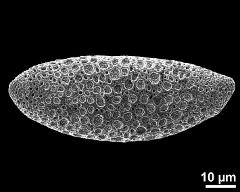 dry pollen grain in polar view (proximal)