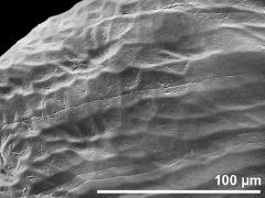surface of pollinium
