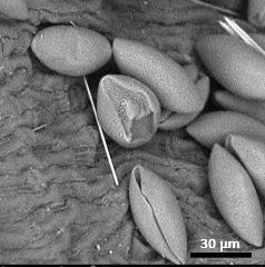 dry pollen,equatorial view,polar area