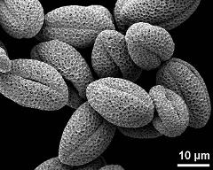 dry pollen grains