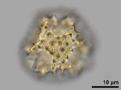 hydrated pollen,polar view