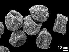 dry pollen