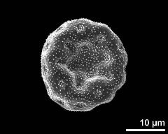 dry pollen grain