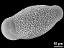 hydrated pollen