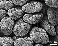 hydrated tetrads (forming pollinium)