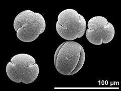 dry pollen grains