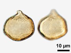 acetolyzed pollen,equatorial view,hydrated pollen