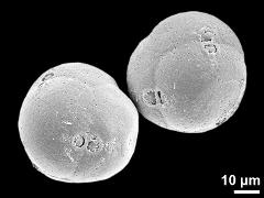 hydrated tetrads