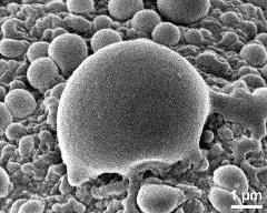 exine surface of dry pollen grain