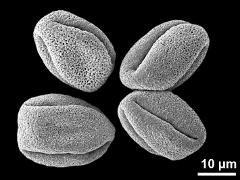 dry pollen grains