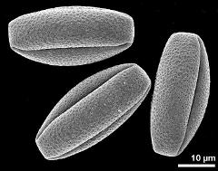 dry pollen grains