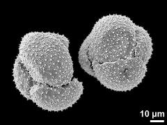 dry tetrads