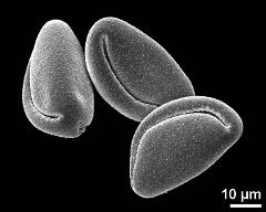 dry pollen grains