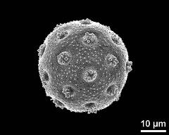 hydrated pollen grain