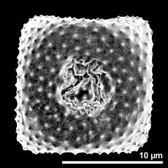 aperture of dry pollen grain