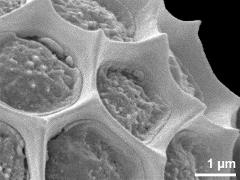 exine surface