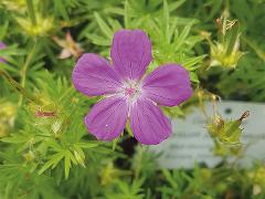 detail of flower(s),flower(s)