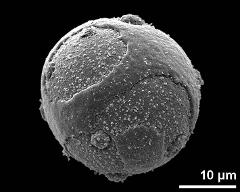 hydrated pollen grain