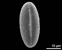 dry pollen grain in equatorial view