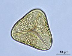 acetolyzed pollen,polar view