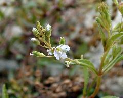 inflorescence(s)