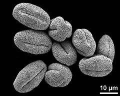 dry pollen grains