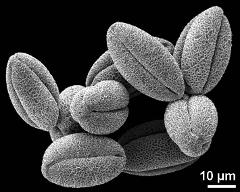 dry pollen grains