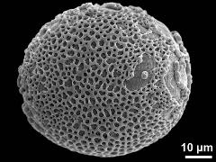 proximal polar view