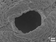 Sculpture along colpi