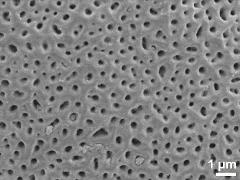 acetolyzed pollen,exine surface,polar area