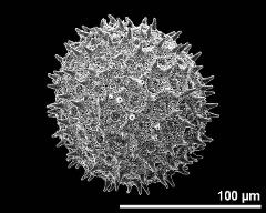 hydrated pollen grain