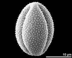 dry pollen grain in equatorial view