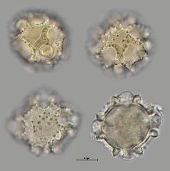 hydrated pollen