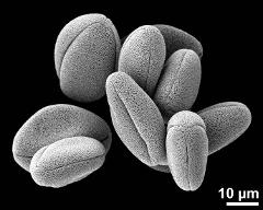 dry pollen grains