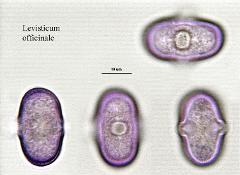 hydrated pollen