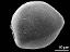 proximal polar view