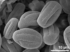 dry pollen