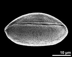 dry pollen grain in polar view (distal)