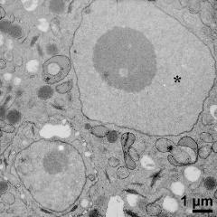 vegetative nucleus (asterisk) and generative cell