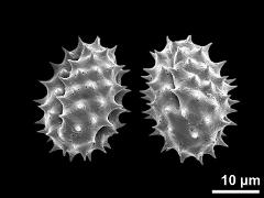 dry pollen grains