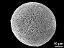 hexacolpate pollen grain