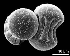 dry pollen grains