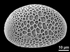 polar proximal view