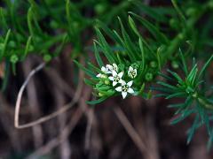 flowers of Thesium dollineri