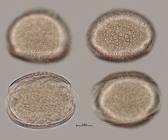 hydrated pollen